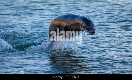 I leoni di mare e le isole Galapagos Foto Stock