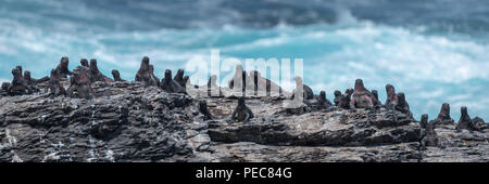 Iguane marine, isole Galapagos Foto Stock