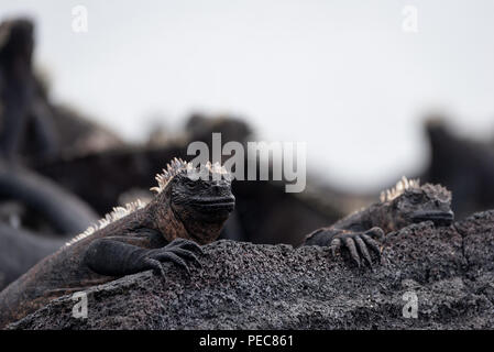 Iguane marine, isole Galapagos Foto Stock