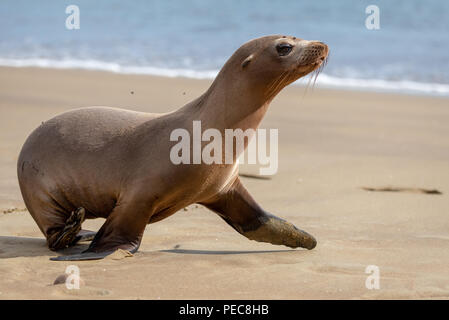I leoni di mare e le isole Galapagos Foto Stock