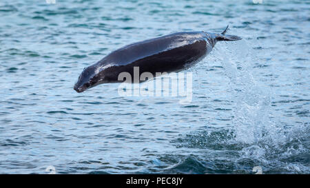 I leoni di mare e le isole Galapagos Foto Stock