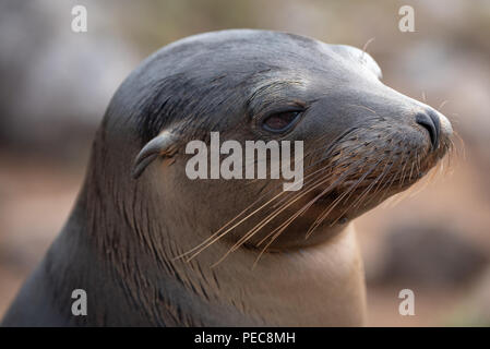 I leoni di mare e le isole Galapagos Foto Stock