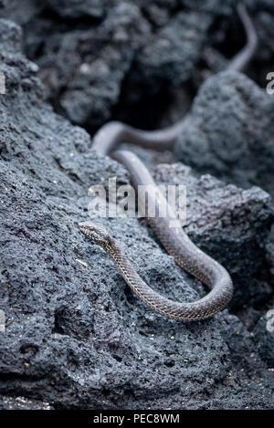 Galapagos Snake Foto Stock