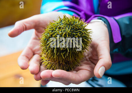 Oyster in una mano, Baia Avacha vicino Petropavlovsk-Kamchatsky, Kamchatka, Russia Foto Stock