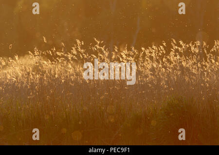 Reed in controluce al tramonto sul fiume Peene, parco naturale Parco di natura Peental, Meclemburgo-Pomerania, Germania Foto Stock