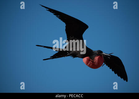 Magnifica fregata uccelli in volo Foto Stock