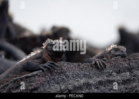 Iguane marine, isole Galapagos Foto Stock