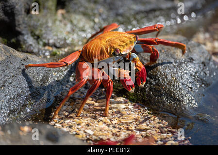 Sally Lightfoot crab, Galápagos Foto Stock