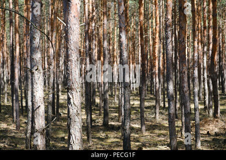 Pino tronchi nella foresta - alberi di conifere - Foto Stock