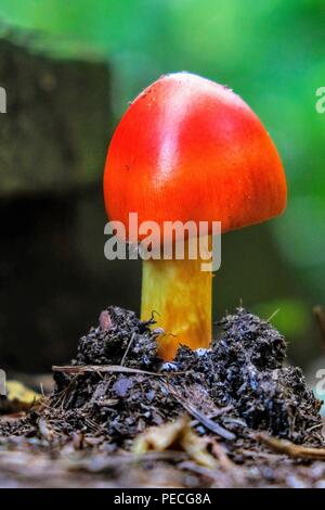Stadio iniziale di crescita di un americano Caesars il fungo Amanita jacksonii, con bel rosso cappuccio a bulbo a Yates mulino Parcheggio contea nel nord Raliegh auto Foto Stock
