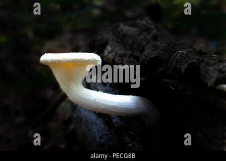 Una gara di pentecoste giovani germogli di funghi da un registro - il fungo luminoso emergente dal fondo scuro dà un fairyland o sensazione magica Foto Stock