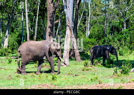 Gli elefanti africani o Loxodonta cyclotis nella natura Foto Stock