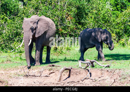 Gli elefanti africani o Loxodonta cyclotis nella natura Foto Stock