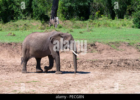 Gli elefanti africani o Loxodonta cyclotis nella natura Foto Stock