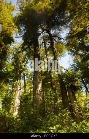 Tall Douglas abeti al Pacific Rim Parco Nazionale di foresta pluviale in Tofino, Isola di Vancouver, BC, Canada. Foto Stock