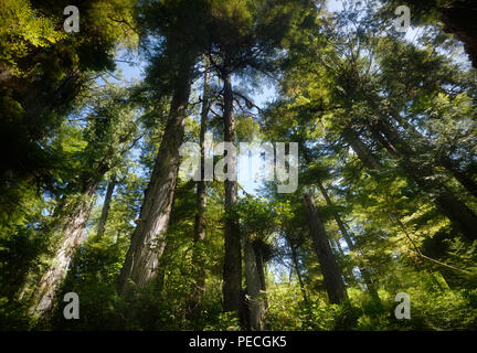 Bella alte foreste pluviali di abete Douglas alberi che coprono il cielo al Pacific Rim National Park riserva in Tofino, Isola di Vancouver, BC, Canada. Foto Stock