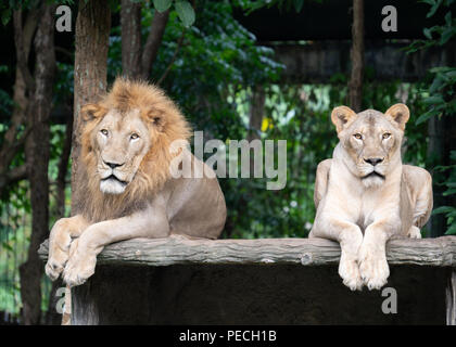 Maschio e femmina di Lion che stabilisce insieme in zoo Foto Stock