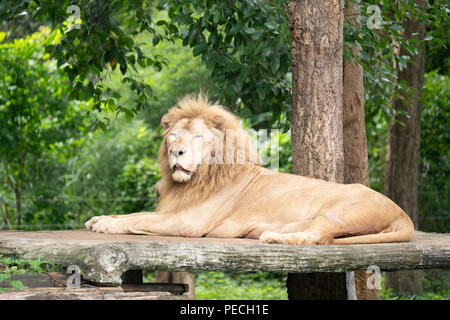 Leone maschio che stabilisce da sola nel giardino zoologico Foto Stock