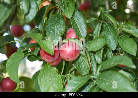 Prunus cerasifera Foto Stock