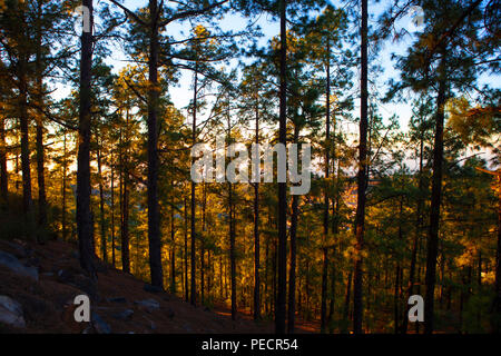 Pineta all'alba - Isola Canarie, pino Pinus canariensis sulle pendici del vulcanico del Monte Teide, o Pico del Teide Tenerife, Isole Canarie - una Foto Stock