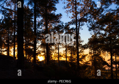 Pineta all'alba - Isola Canarie, pino Pinus canariensis sulle pendici del vulcanico del Monte Teide, o Pico del Teide Tenerife, Isole Canarie - una Foto Stock