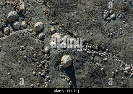 Patelle e cirripedi aggrappati ad una parete di roccia. Foto Stock