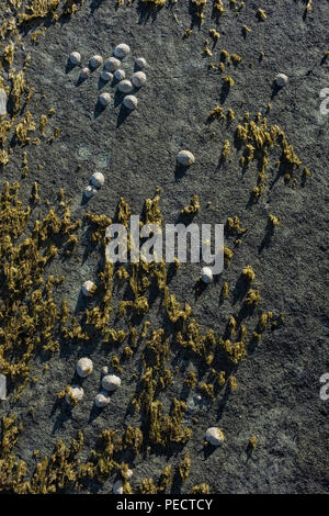 Patelle aggrappato a un'alga coperto di roccia. Foto Stock