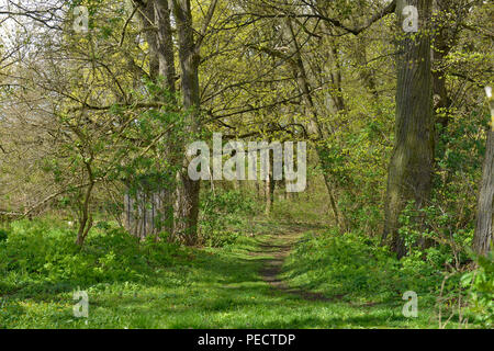 Waldweg, Schorfheide, Brandeburgo, Deutschland Foto Stock