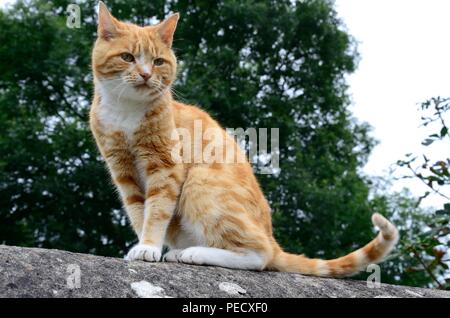 Grande ginger cat seduto su una parete Foto Stock