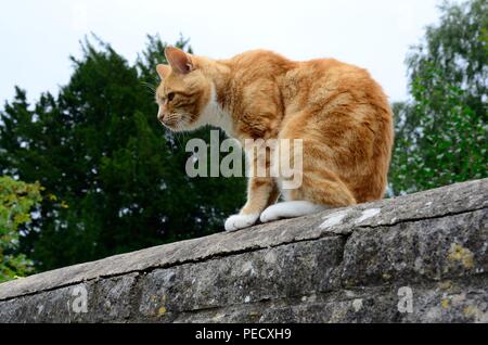 Grande ginger cat seduto su una parete Foto Stock