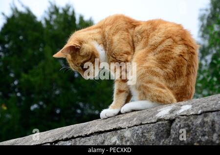 Grande ginger cat seduto su una parete Foto Stock