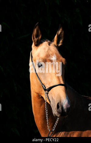 Akhal Teke, Palomino, giovane stallone Foto Stock