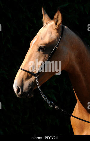 Akhal Teke, Palomino, giovane stallone Foto Stock