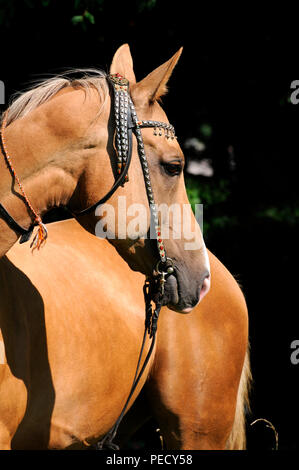 Akhal Teke, castrazione, palomino Foto Stock
