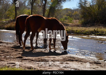 Cavalli acqua vicino un baldacchino di alberi in una zona ripariale lungo il sentiero anza e la Santa Cruz River, Tubac, Arizona, Stati Uniti. La Santa Cruz River è par Foto Stock