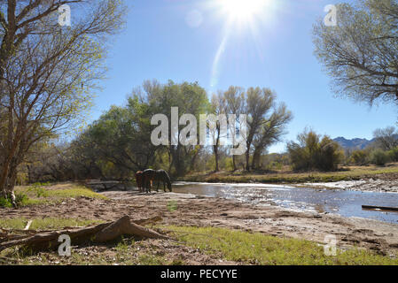 Cavalli acqua vicino un baldacchino di alberi in una zona ripariale lungo il sentiero anza e la Santa Cruz River, Tubac, Arizona, Stati Uniti. La Santa Cruz River è par Foto Stock