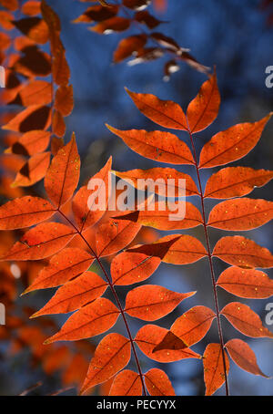 Lascia cadere il colore di una tettoia di alberi in una zona ripariale sull'Anza Trail lungo la Santa Cruz River, Tubac, Arizona, Stati Uniti. La Santa Cruz River è par Foto Stock