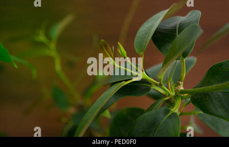 Rosa mandevilla filiale senza fiori marrone su sfondo di legno Foto Stock