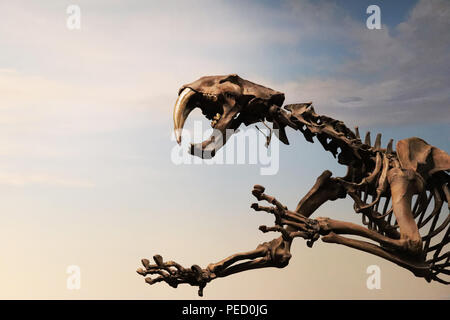 Lo scheletro di un Saber dente tigre Foto Stock