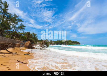 Grandi onde colpire il Pandanus alberi sulla spiaggia di Kata a Phuket sono state distrutte durante la stagione dei monsoni. Foto Stock