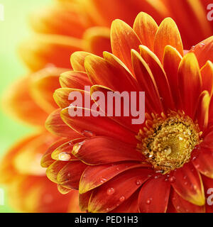 Bellissimo fiore di arancia Gerbera con gocce d'acqua. La fotografia macro di fiori di gerbera. Foto Stock