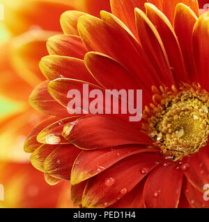 Bellissimo fiore di arancia Gerbera con gocce d'acqua. La fotografia macro di fiori di gerbera. Foto Stock