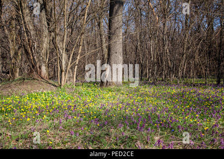 Vista generale fioritura delle piante di Corydalis solida e di palude (Marigold Caltha palustris) che fiorisce in primavera foresta. Piccolo giallo e viola e fiori selvatici Foto Stock