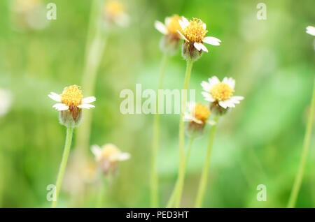 Maxican daisy fiori (Tridax procumbens (L.) L.) naturale su sfondo verde. Foto Stock