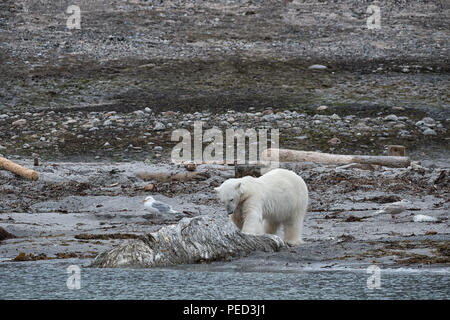 Su una riva un orso polare (ursus maritimus) mangia la carcassa di una balena. Phippsøya, Svalbard, Norvegia Foto Stock