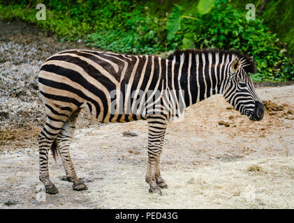 Di Grevy zebra Equus grevyi anche sapere come la zebra imperiale in piedi Foto Stock