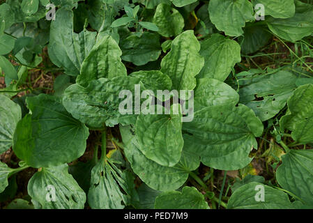 Plantago principale Foto Stock