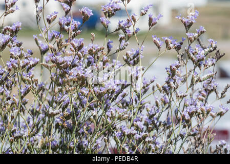 Fiori di lavanda di roccia (Limonium sp) Foto Stock