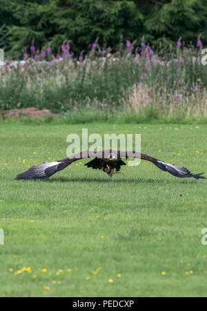 Captive steppa Eagle, Hexham, Northumberland, Regno Unito Foto Stock