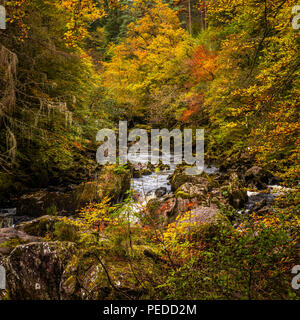 I colori dell'autunno presso l'Eremo sul fiume Braan vicino a Dunkeld in Perthshire Foto Stock